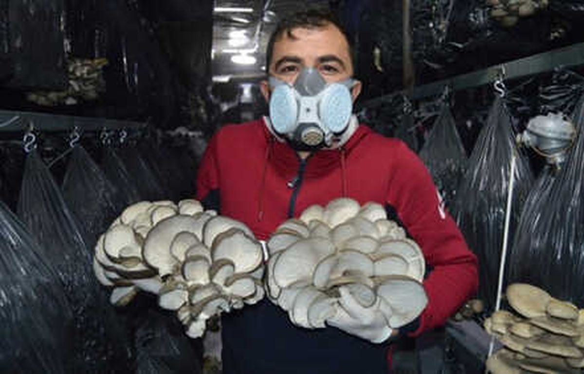 Köyüne Kurduğu Serada İstiridye Mantarı Yetiştiriyor