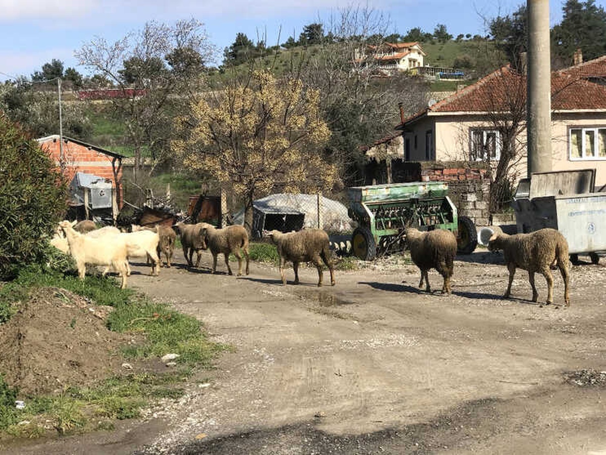 87 Hayvan Telef Oldu: 43 Köy Karantina Altında