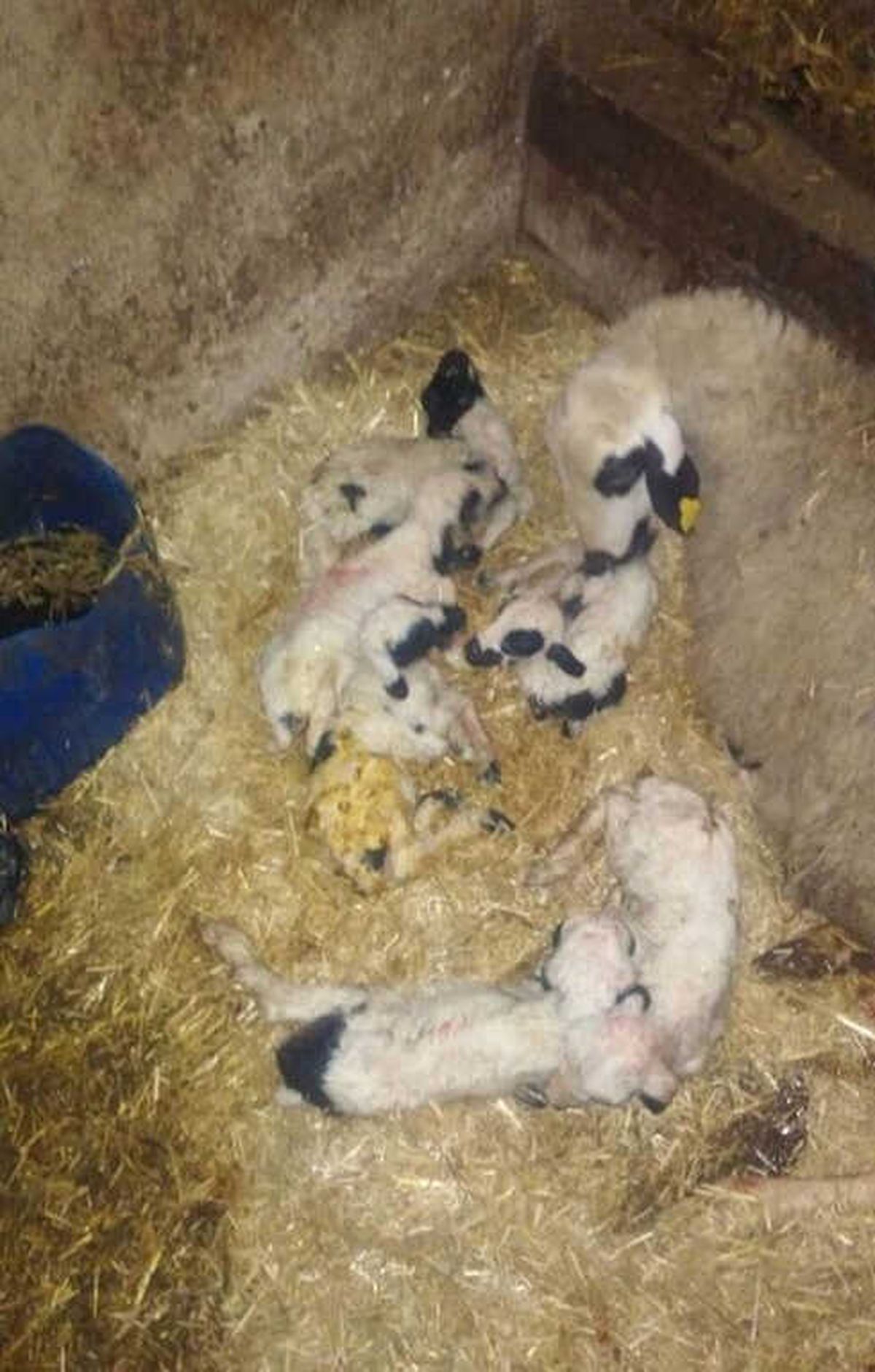 Bir \'Karakız\', Altız \'Kuzucuk\'