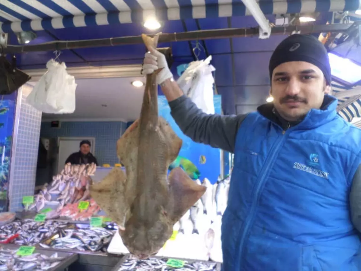 Marmara Denizi\'nde Balıkçı Ağlarına Köpekbalığı Takıldı