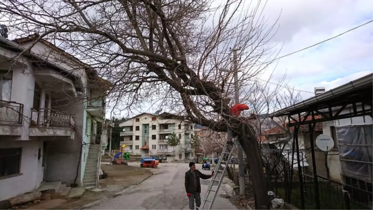 Trafiği Engelleyen Ağaçlar Budanıyor