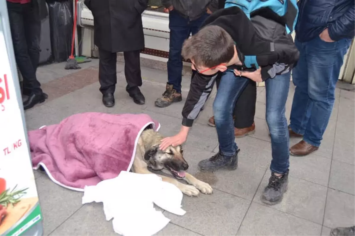 Can Çekişen Köpeğe İlk Müdahale Vatandaşlardan Geldi