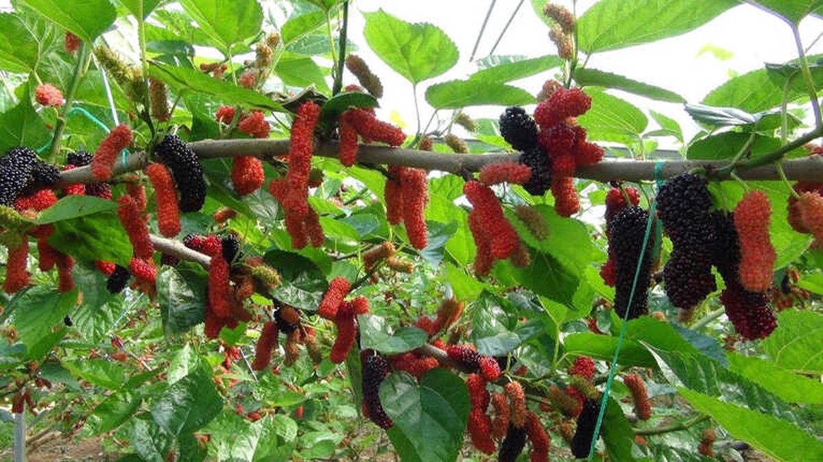 Mersin\'de Yılın İlk Karadut Hasadı Başladı