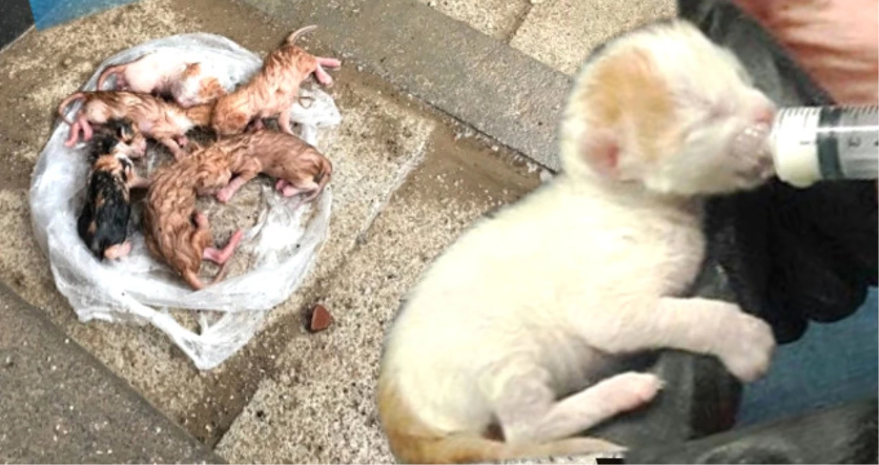 Temizlik İşçisi, Çöp Konteynırında Bulduğu 6 Yavru Kediyi Hayata Döndürdü