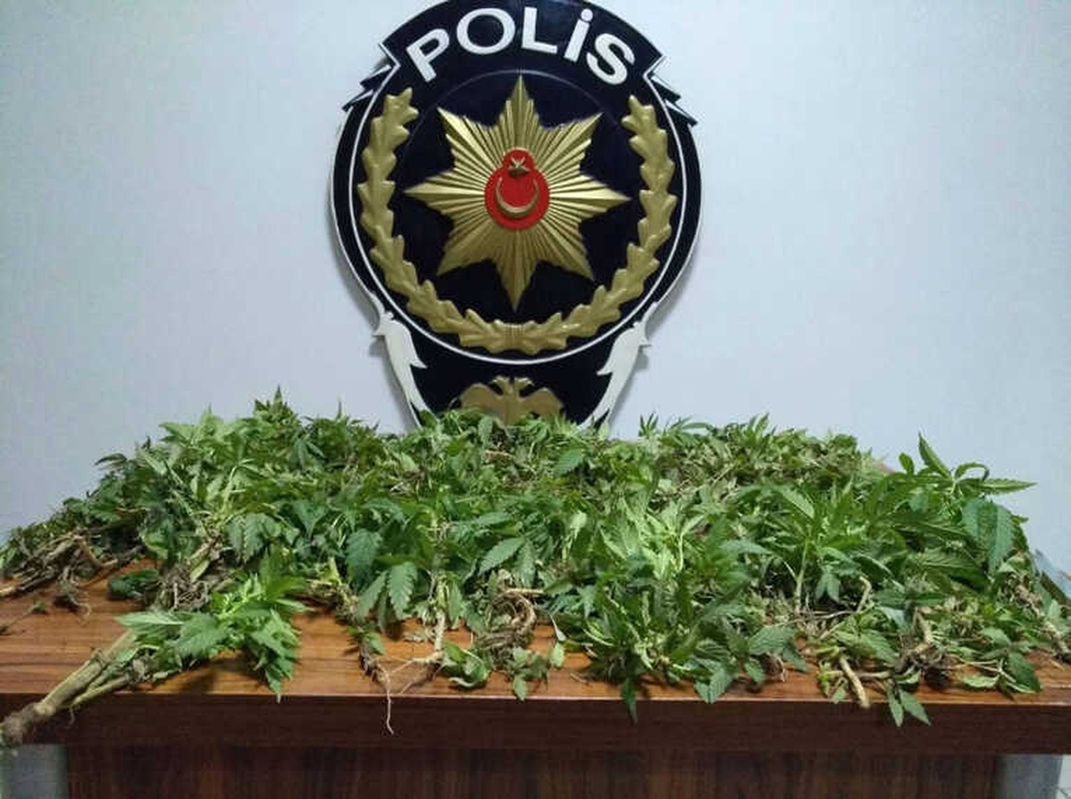 Tokat\'ta Uyuşturucu Operasyonu: 12 Gözaltı