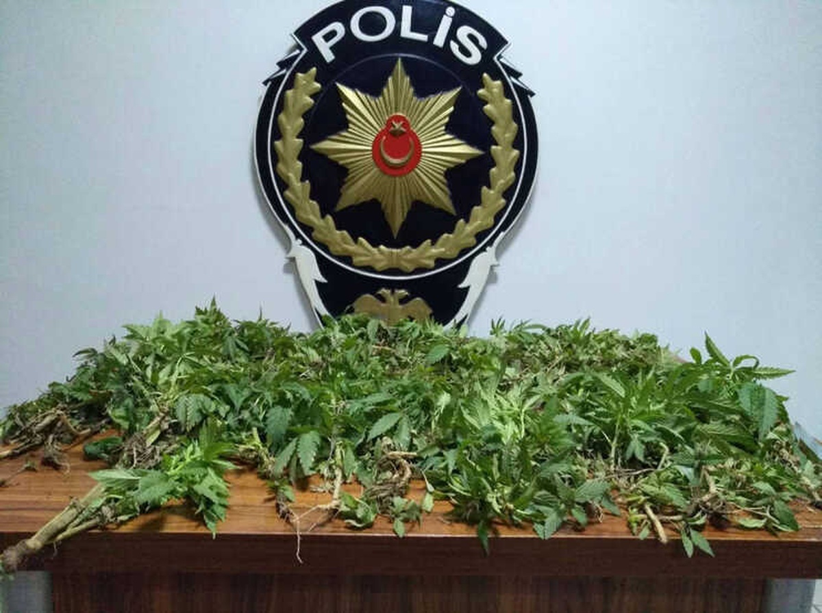 Tokat\'ta Uyuşturucu Operasyonu: 12 Gözaltı