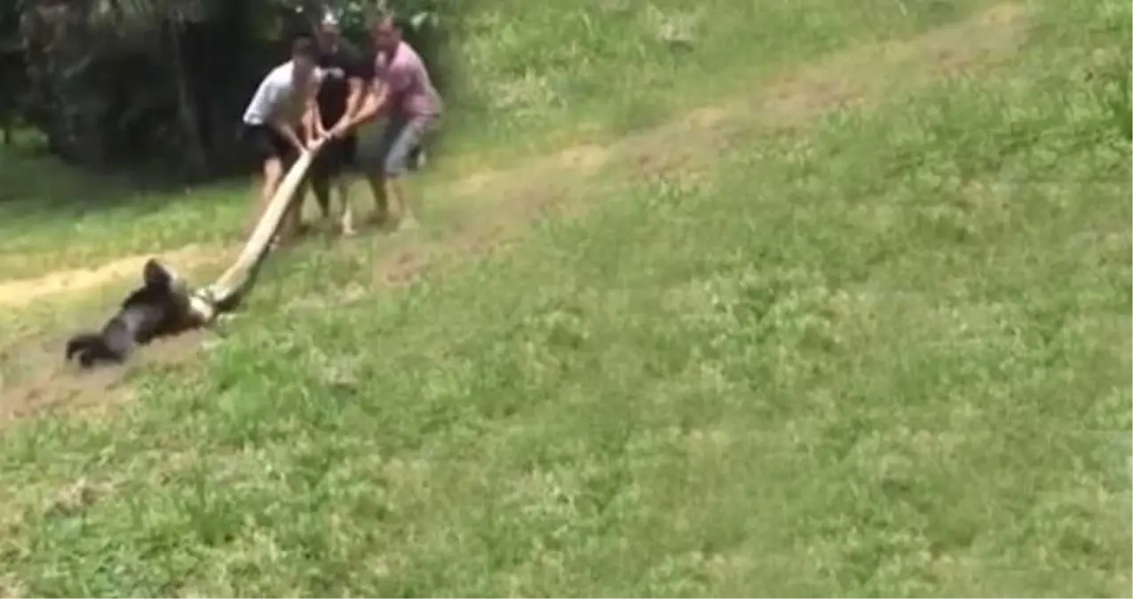 Dev Anakondanın Yutmaya Hazırlandığı Köpek Köylüler Tarafından Kurtarıldı