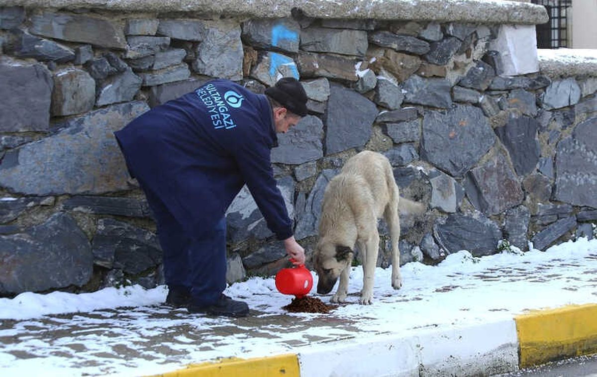 Sokak Hayvanları İçin Yem Bırakıldı