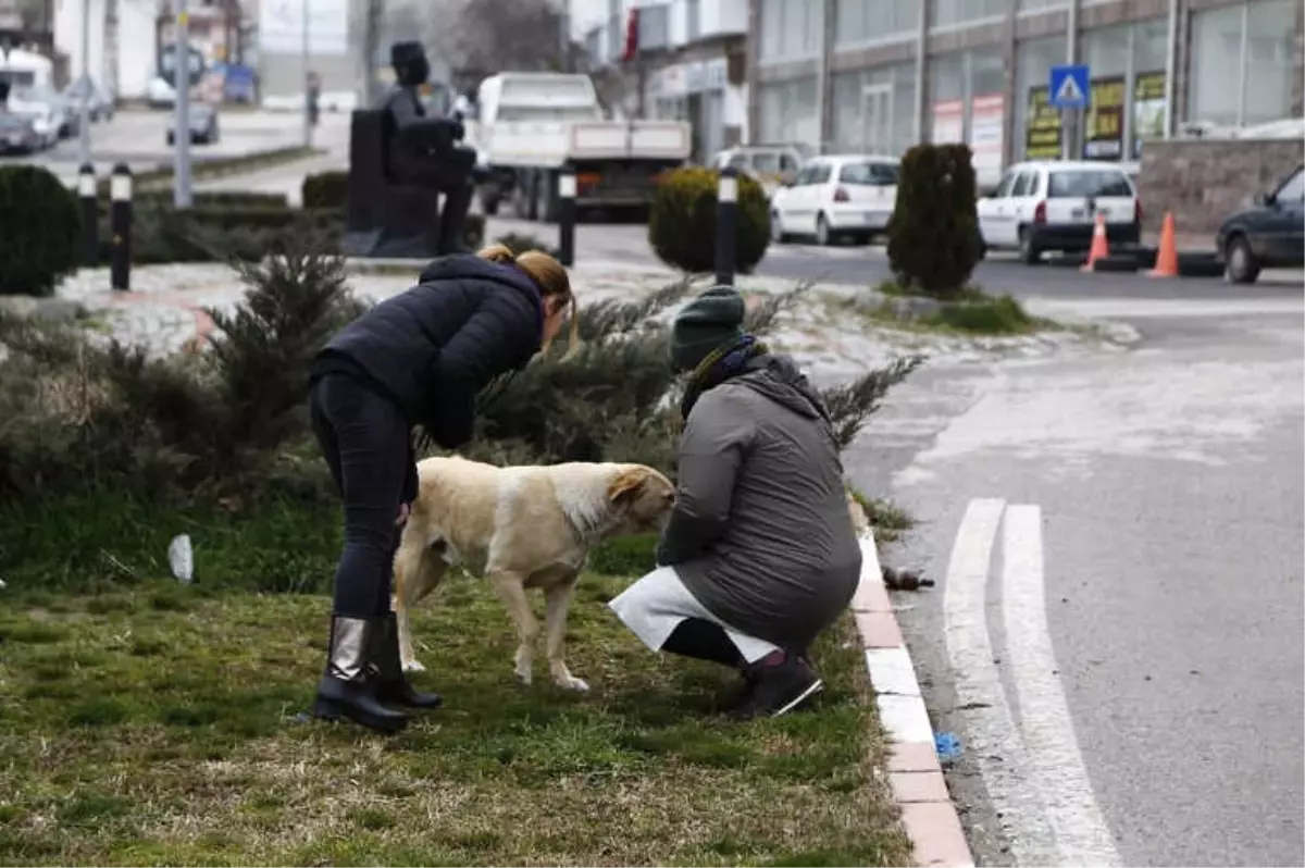 Sokaktaki Hayvanlara Mama Desteği