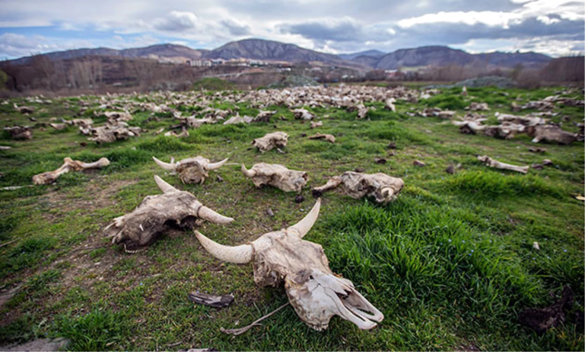 Tokat\'ta Hayrete Düşüren Manzara! Boş Arazide Yüzlerce Hayvan Kafatası Bulundu