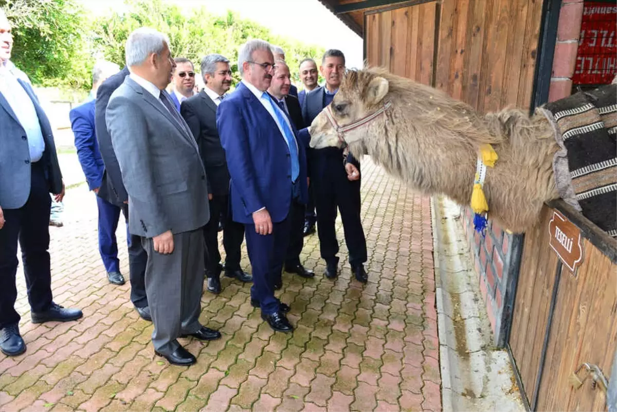 Vali Karaloğlu\'nun Soyadını Taşıyan Deveye Özel Havut Yapılacak