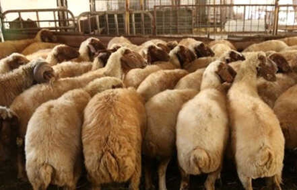 300 Koyun Projesi"Nde Başvurular Bugün Sona Eriyor