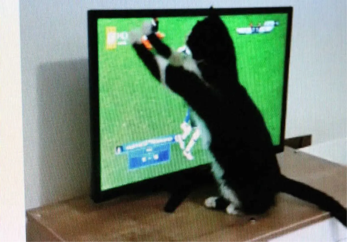 Kedi Feyyaz"In Derbi Heyecanı