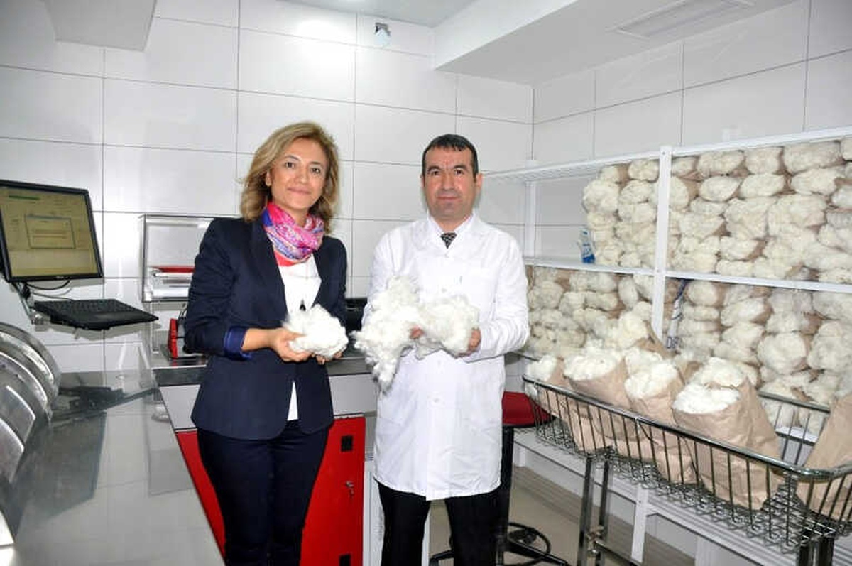 Pamukta Yerel Tohumlarla Dünyayla Rekabet Edilecek