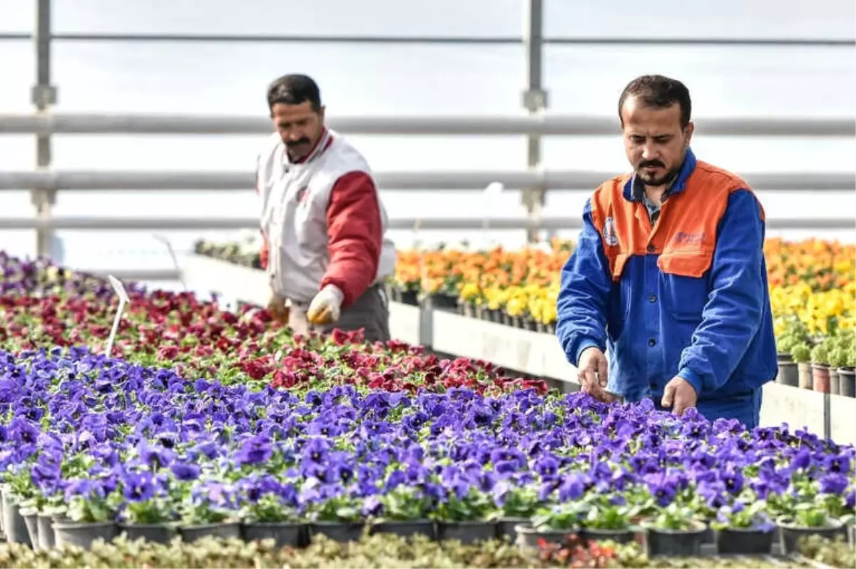 2 Milyon Çiçek Muratpaşa Parklarını Renklendirecek.