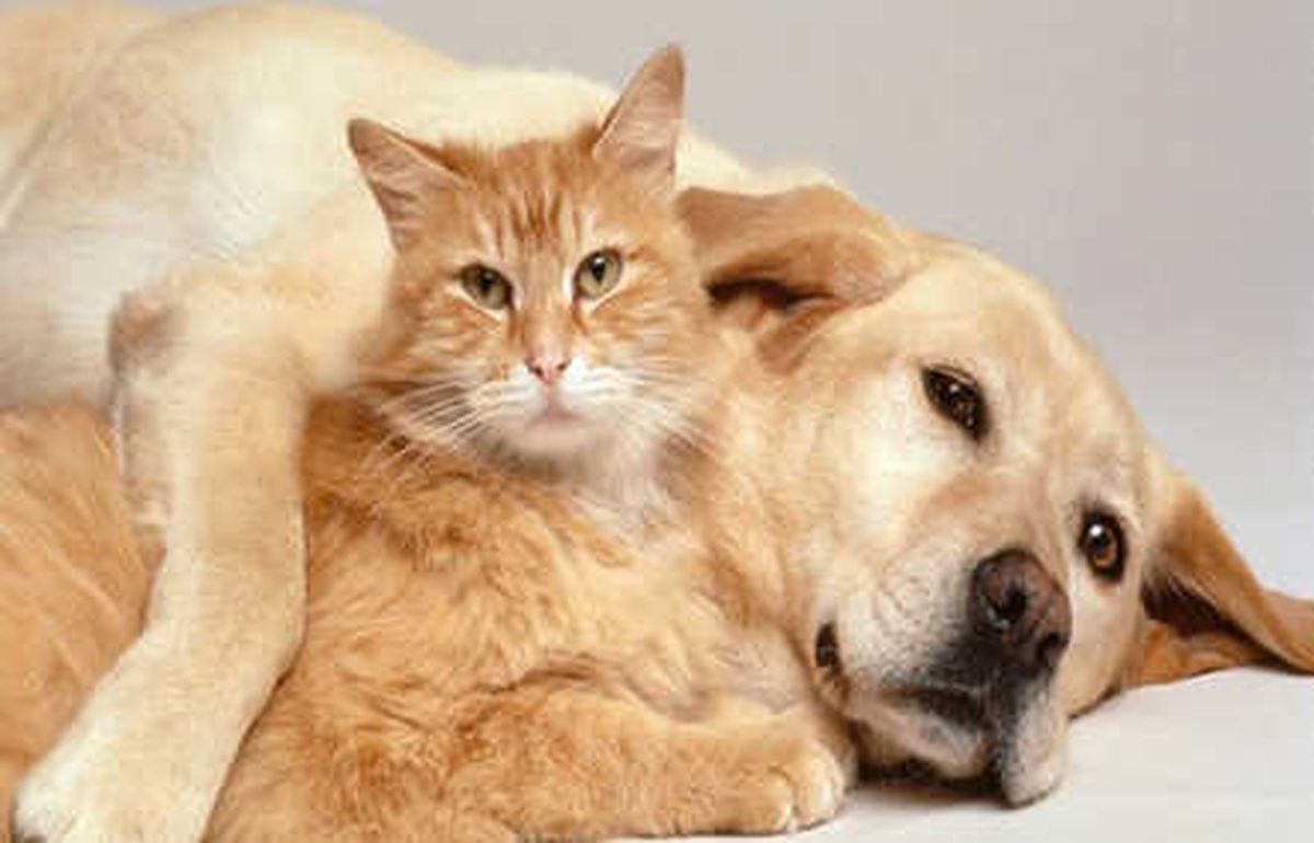 Kedi ve Köpeklere "Mikroçipli" Kimlik
