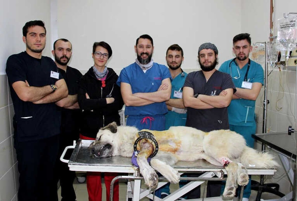Koca Yürekli Veteriner Hekimler