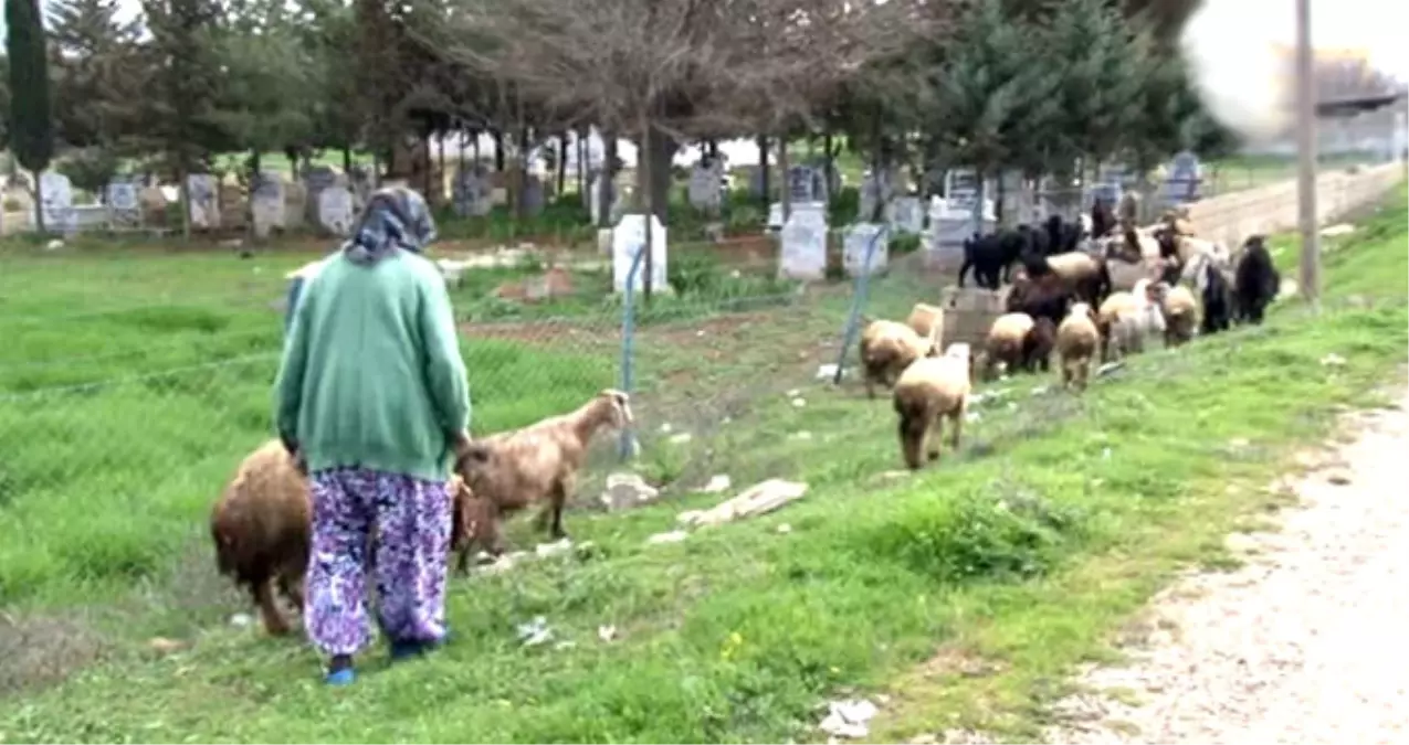 Sınırda Yaşam Mücadelesi! 86 Yaşındaki Nine, Silah Sesleri Arasında Çobanlık Yapıyor