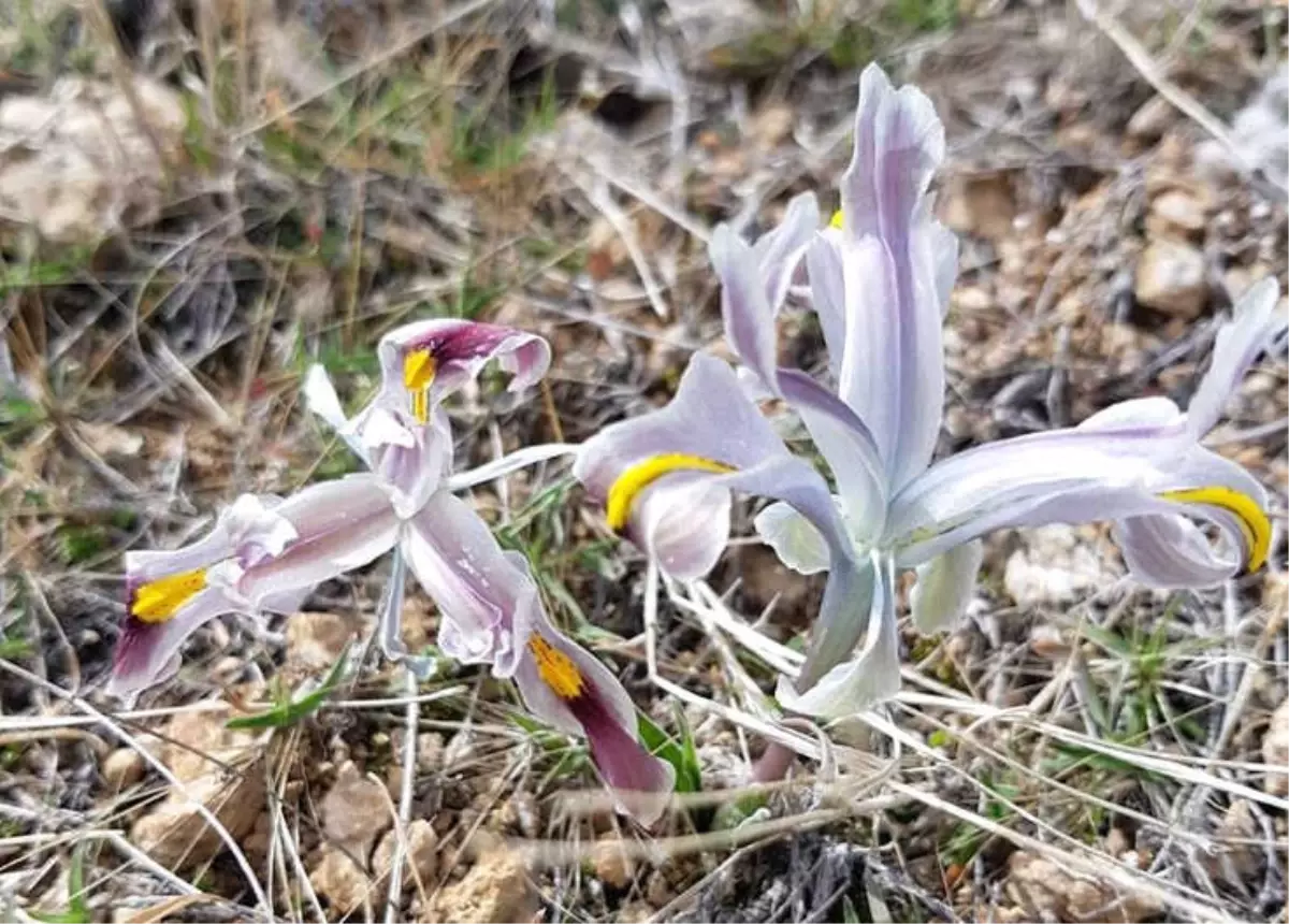 Malatya\'da Nevruz Çiçekleri Açtı