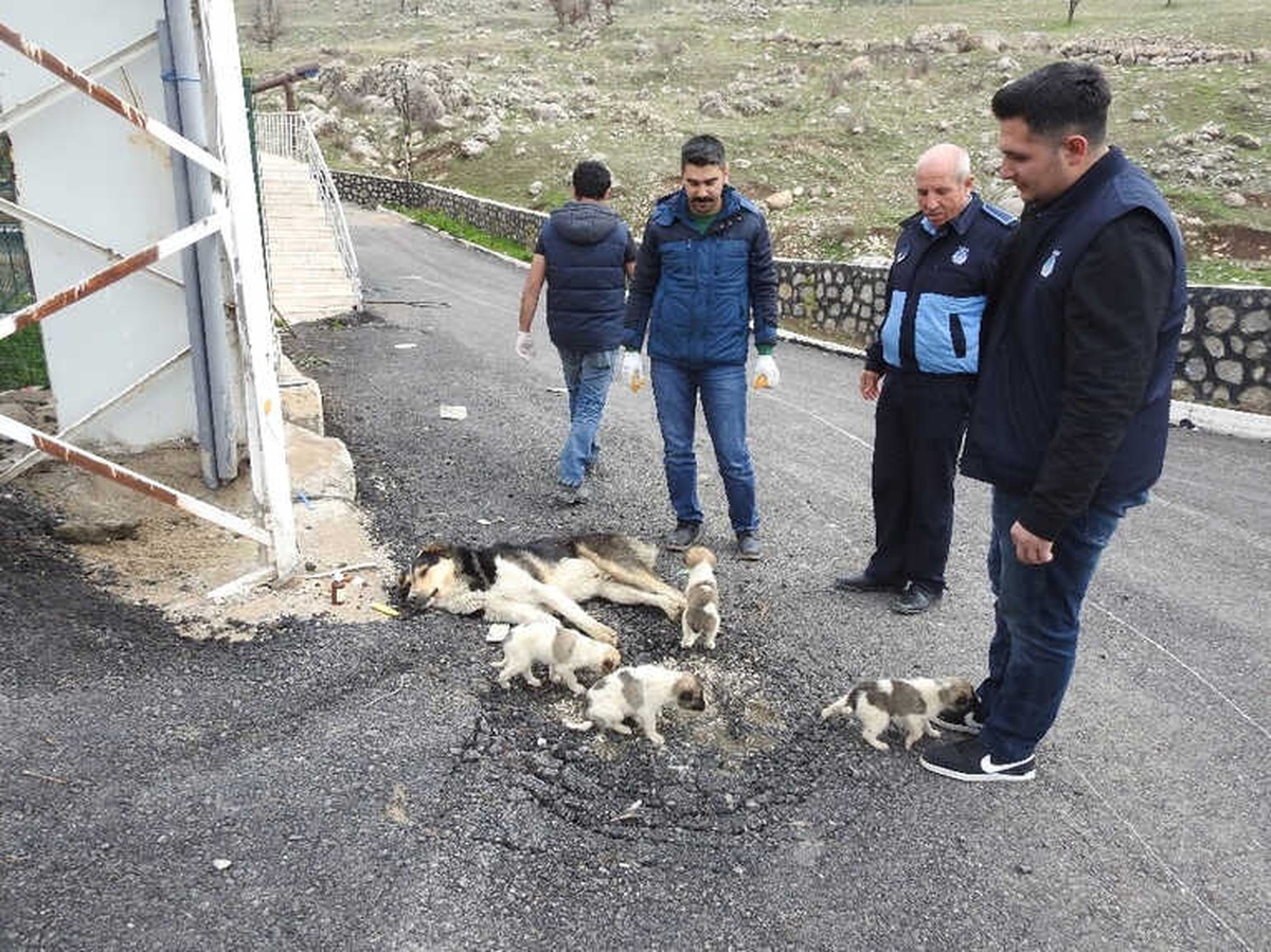 Yaralı Sokak Köpeğine Zabıta Ekipleri Sahip Çıktı