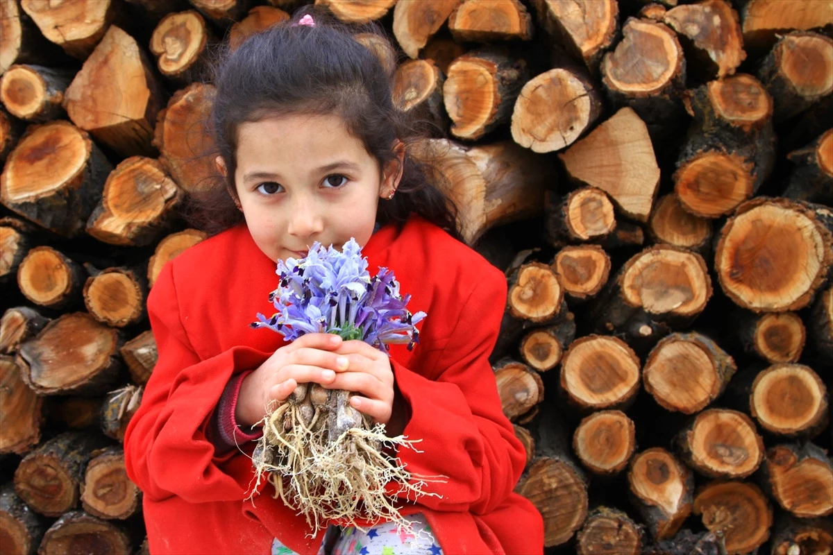 Baharın Müjdecisi Nevruz Çiçekleri Açtı