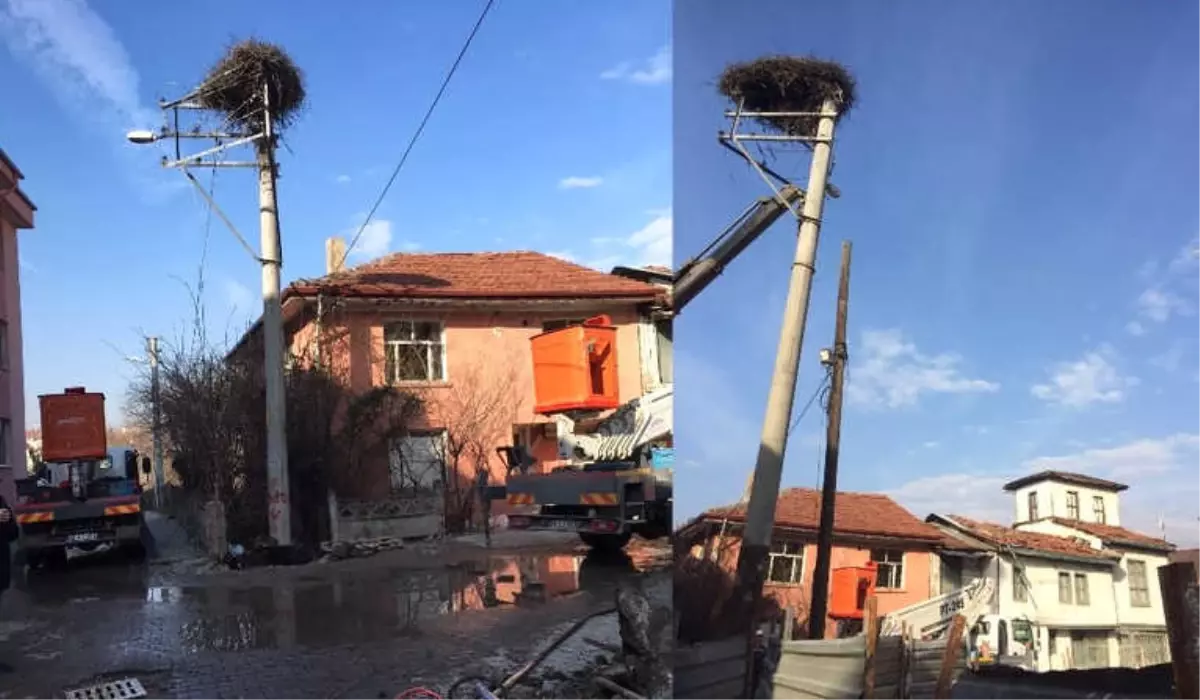 Elektrik Direğini Leylek Yuvasıyla Birlikte Taşıdılar