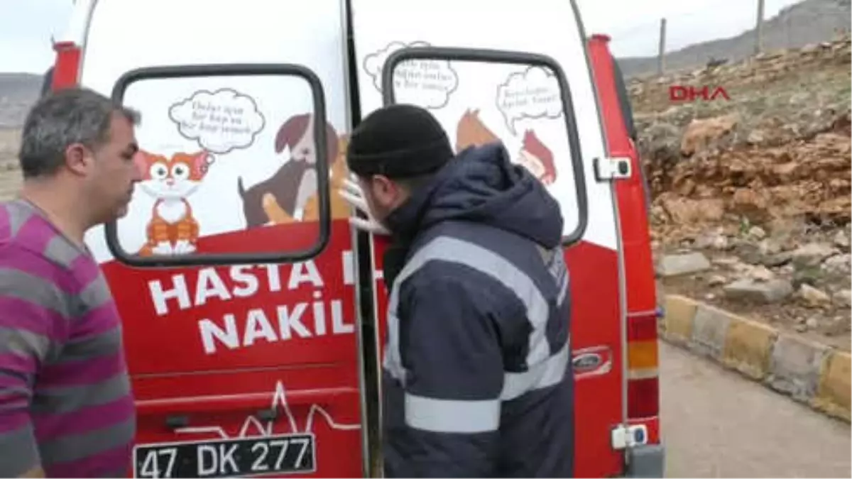 Mardin\'de Kaza Sonucu Yaralanan 3 Eşek Tedavi İçin İstanbul\'a Gönderildi