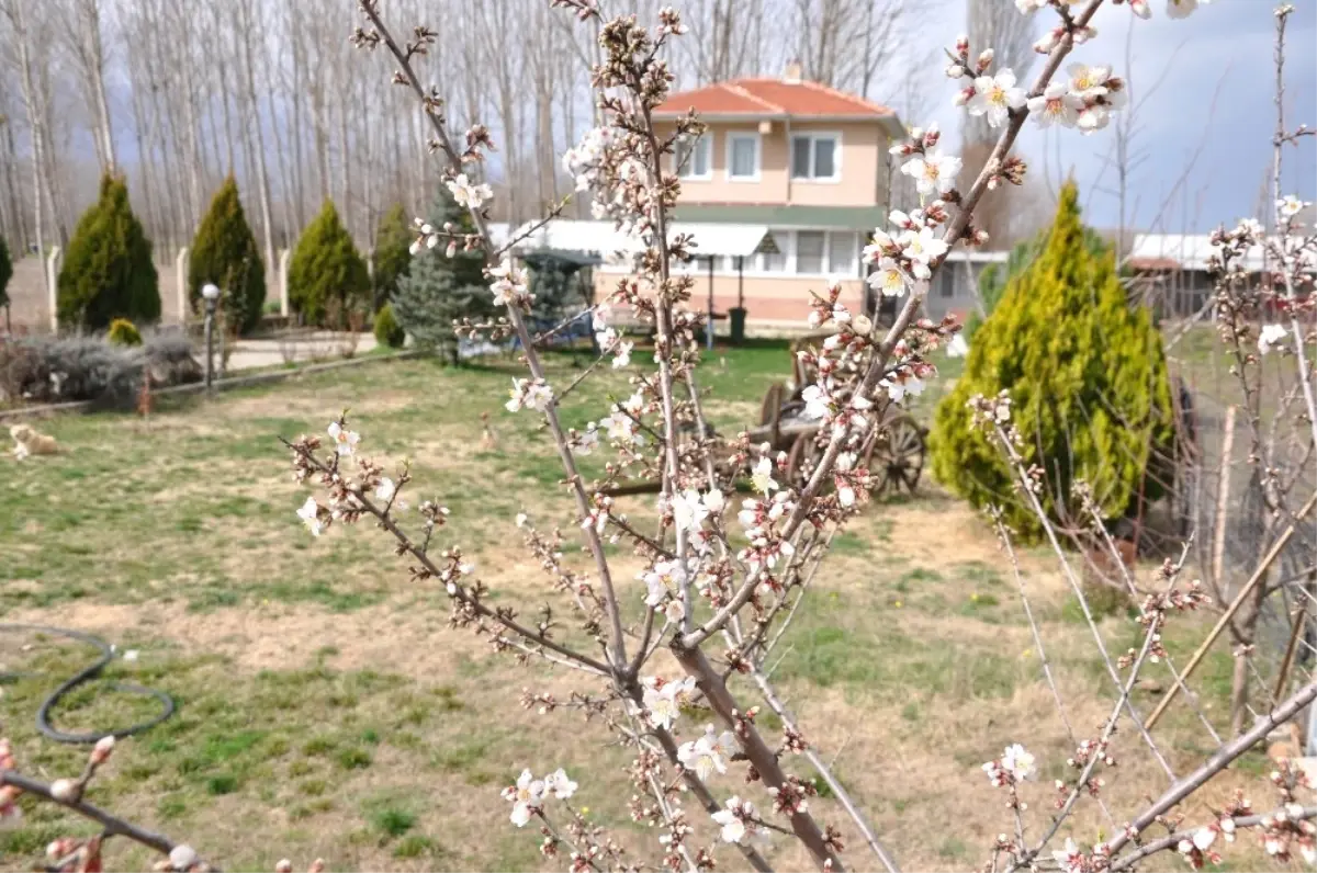 Meyve Ağaçları Yalancı Bahara Aldandı