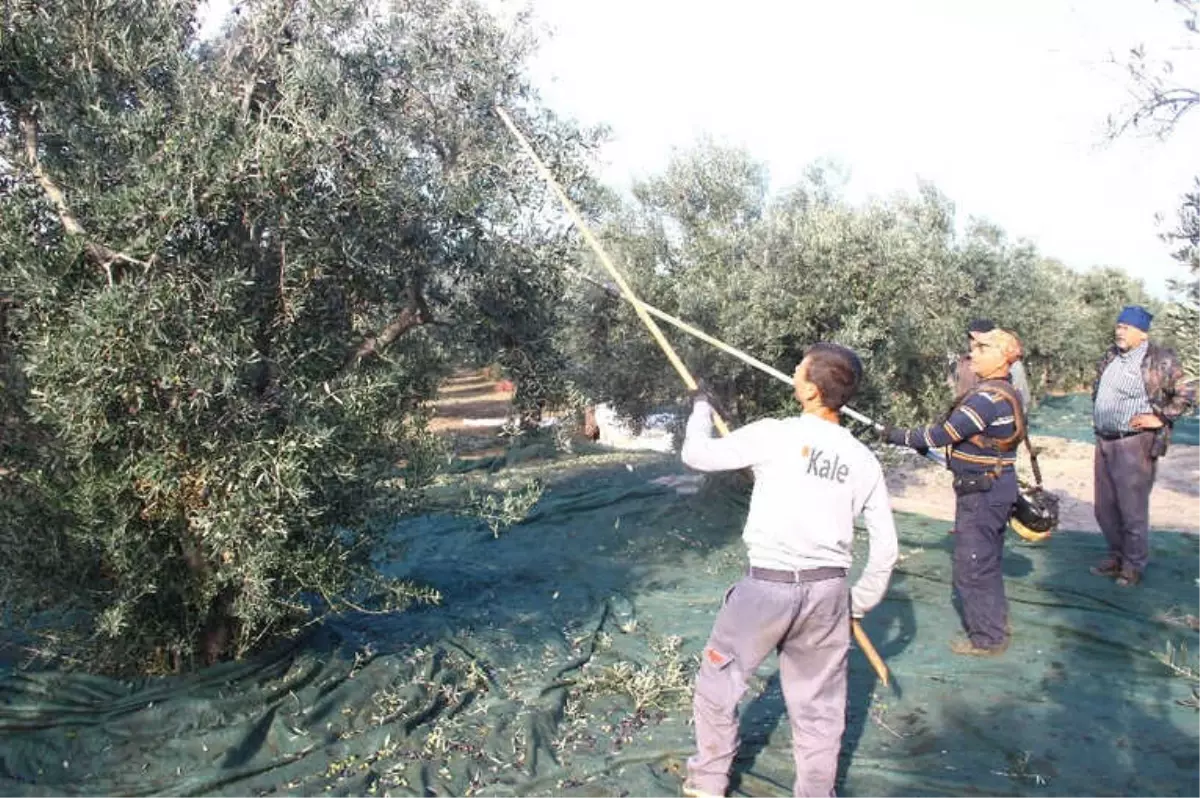 Şehre Göç ve Miras Zeytin Üretimini Olumsuz Etkiliyor