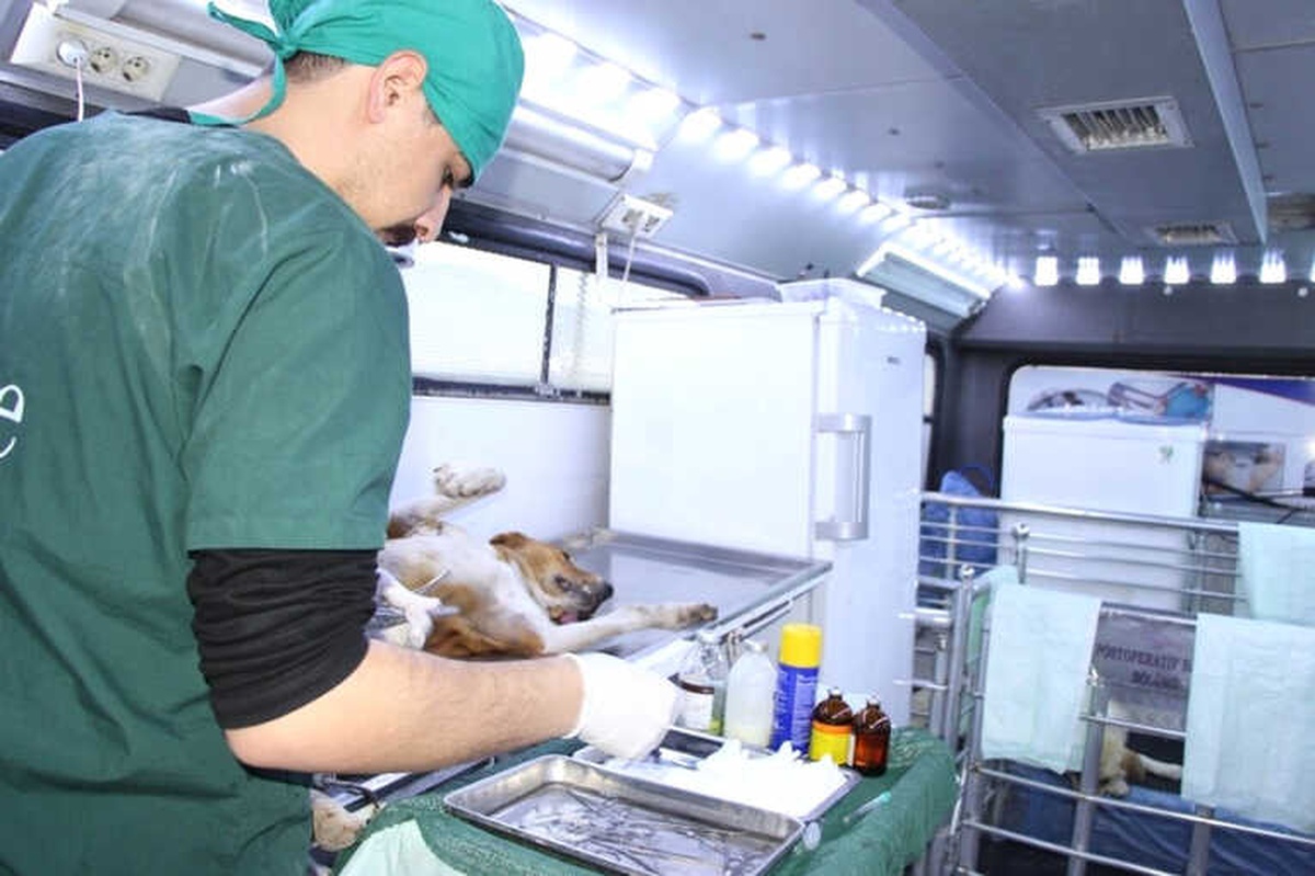 Seydişehir Belediyesinden, Sokak Köpeklerine Mobil Kısırlaştırma