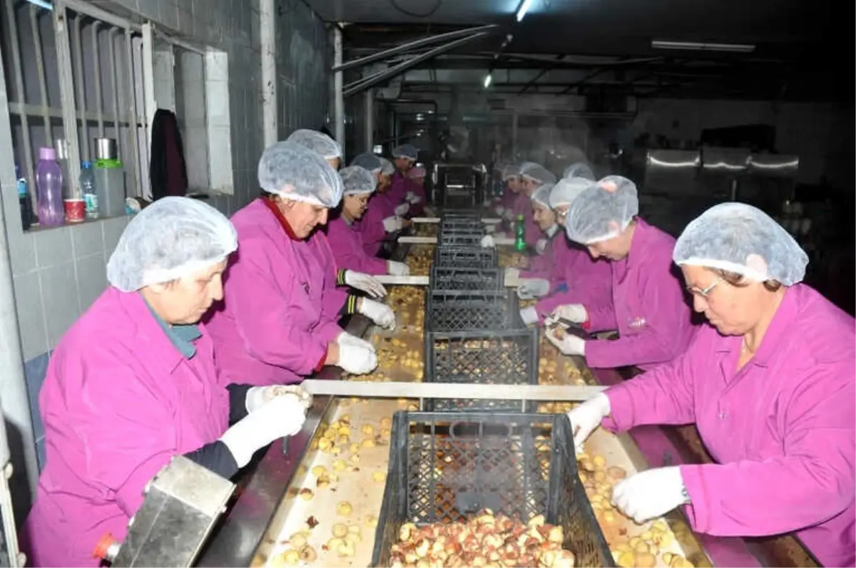 Teknolojiyi Kullanarak Kestane Şekeri Üretimini 6 Kat Artırdı
