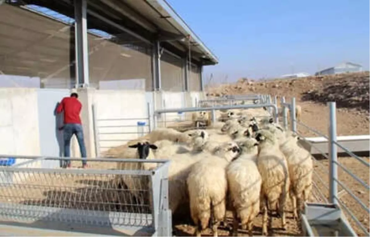 300 Koyun Projesi" Yetiştiriciyi Umutlandırdı