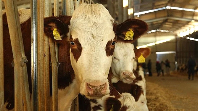 Et ve Süt Kurumu, 60 Bin Sığır İthal Edecek Son Dakika Ekonomi