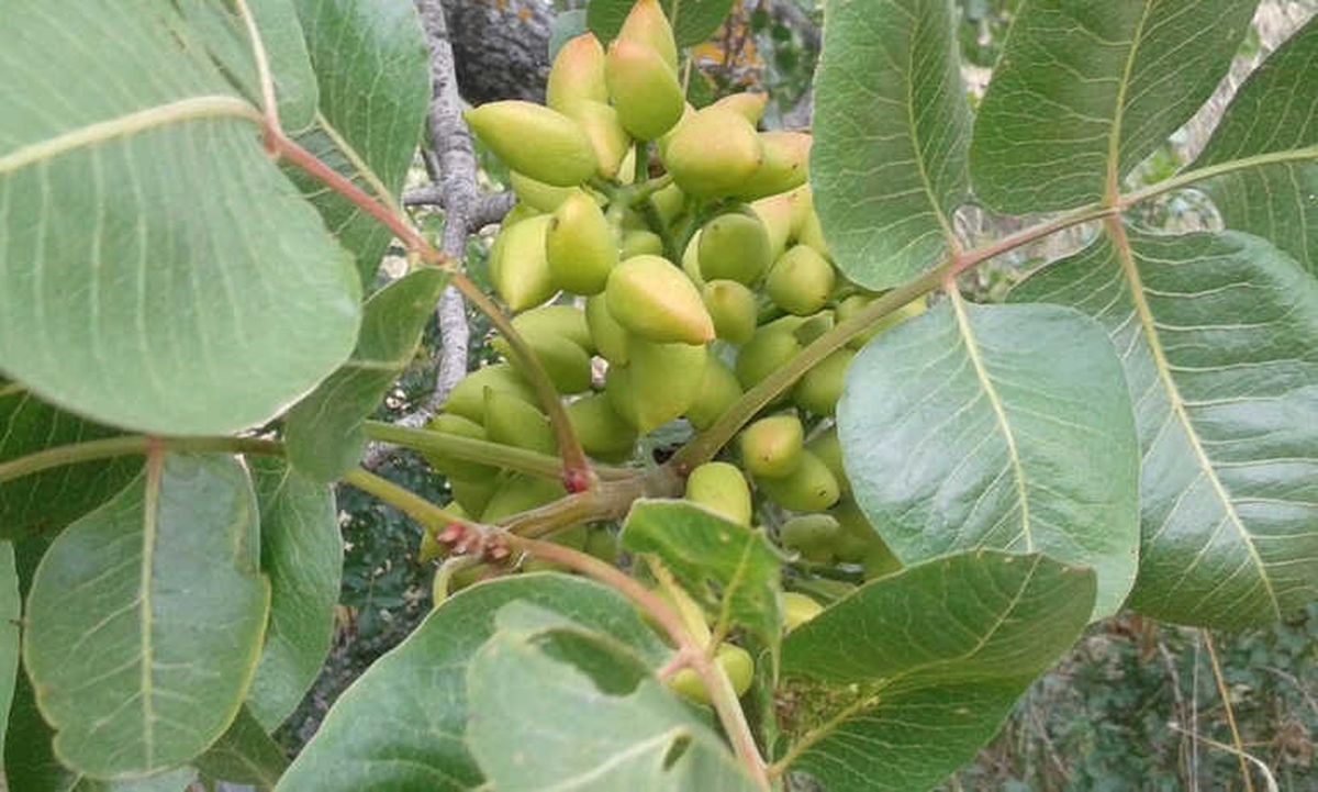 Yunusemre\'de 27 Bin Ağaç Aşılanacak