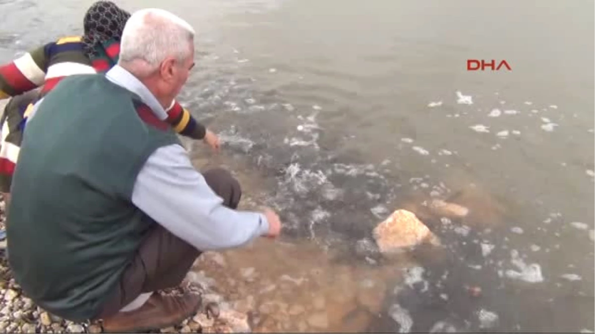 Bursa Boğazköy Barajında Balıklar Karaya Vurdu
