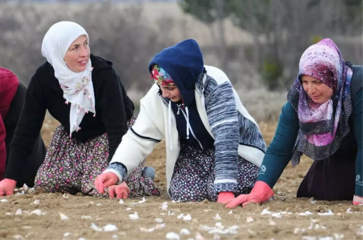 Atama Bekleyen Öğretmen, Sarımsak Tarlasında Çalışarak Harçlığını Çıkartıyor