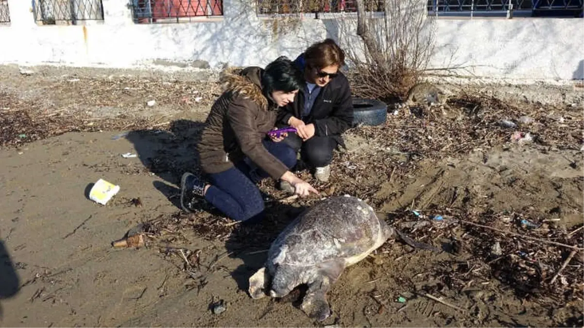 Çanakkale\'de Ölü Caretta Caretta Sahile Vurdu