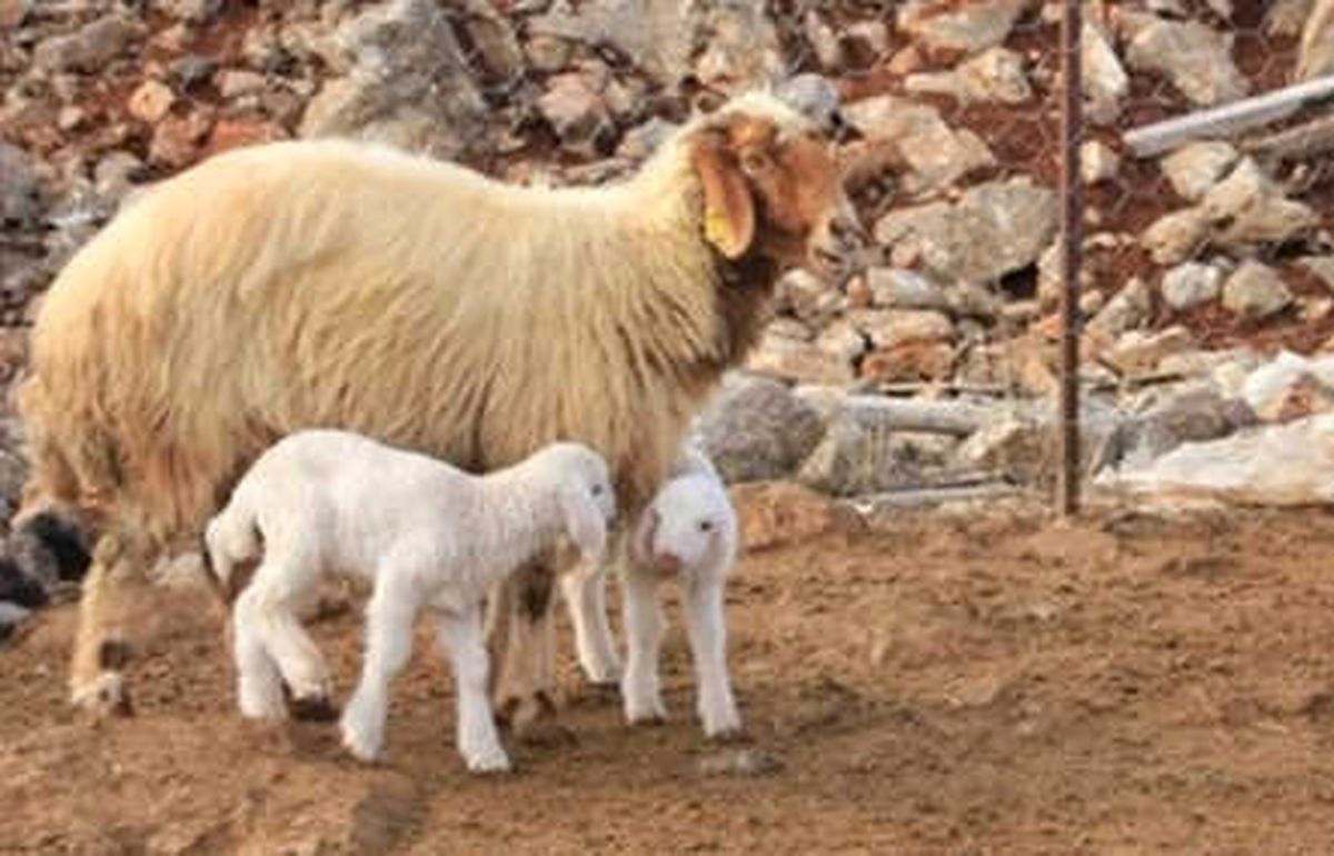 Et İthalinin Olmasının Nedeni Ananın Eksikliği"