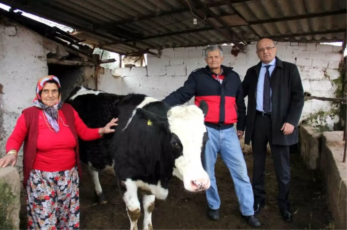 Manisalı Çiftçi Üç Düvesinden Birini Mehmetçiğe Bağışladı