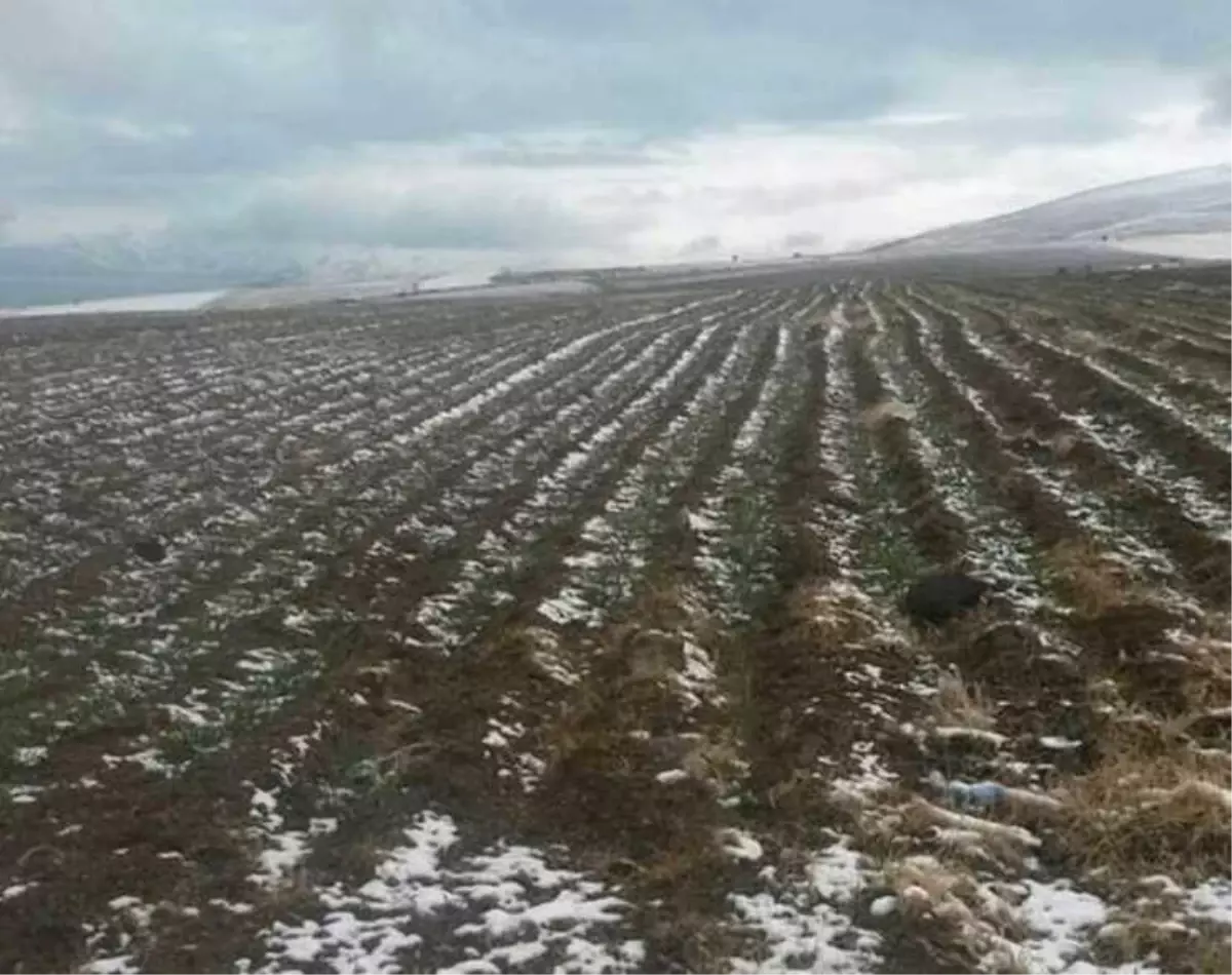 Tatvan\'da Buğday Ekimi Yapılan Alanlarda Kontroller Yapıldı