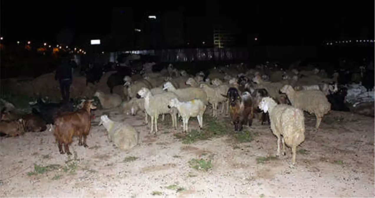 Çoban Uyuya Kaldı, Adana\'yı Koyunlar Bastı