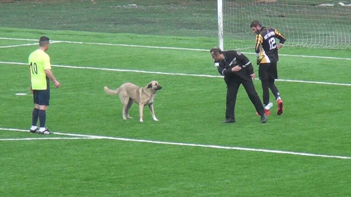 Sahaya Giren Köpeği Çıkartmak Kolay Olmadı