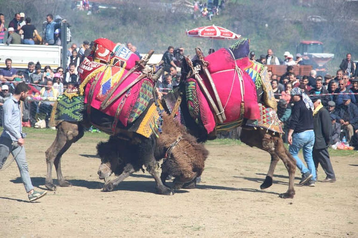 Çanakkale\'de Deve Güreşleri Nefes Kesti
