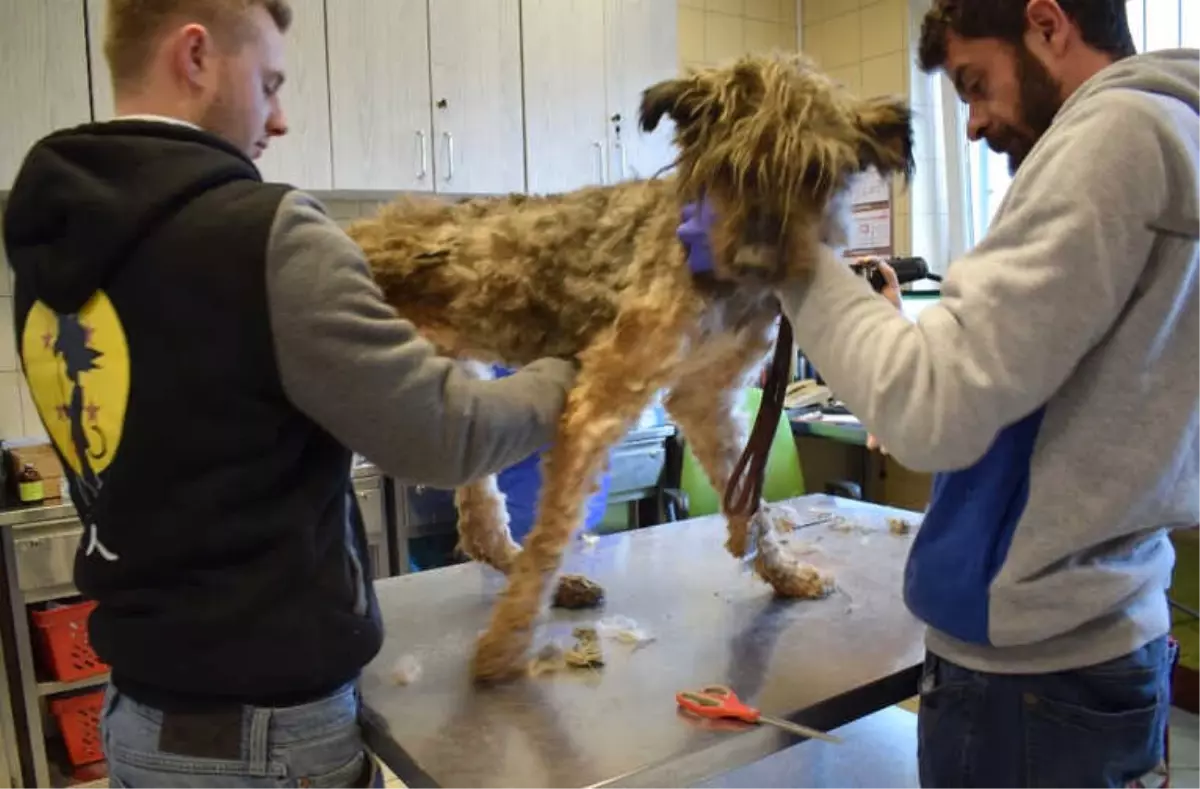 Hayvanseverlerin Kurtardığı Köpeğin Saçları 4 Kilo Geldi