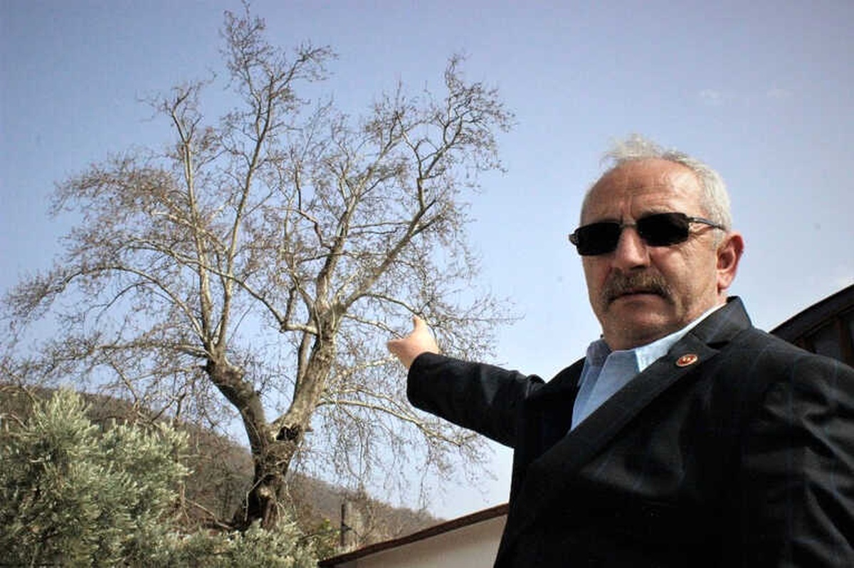 700 Yıllık Çınarı Kurumaya Terk Ettiler