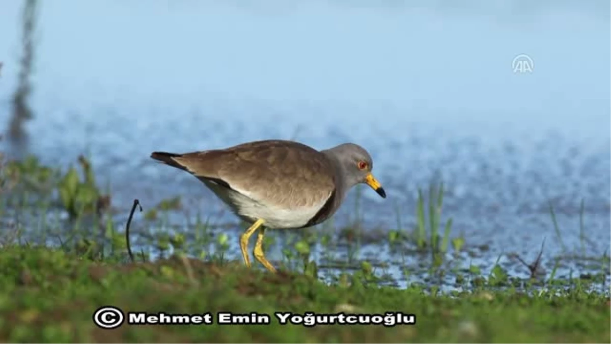 Gri Başlı Kız Kuşu Avrupa\'da İlk Defa Kızılırmak Deltası\'nda Görüldü