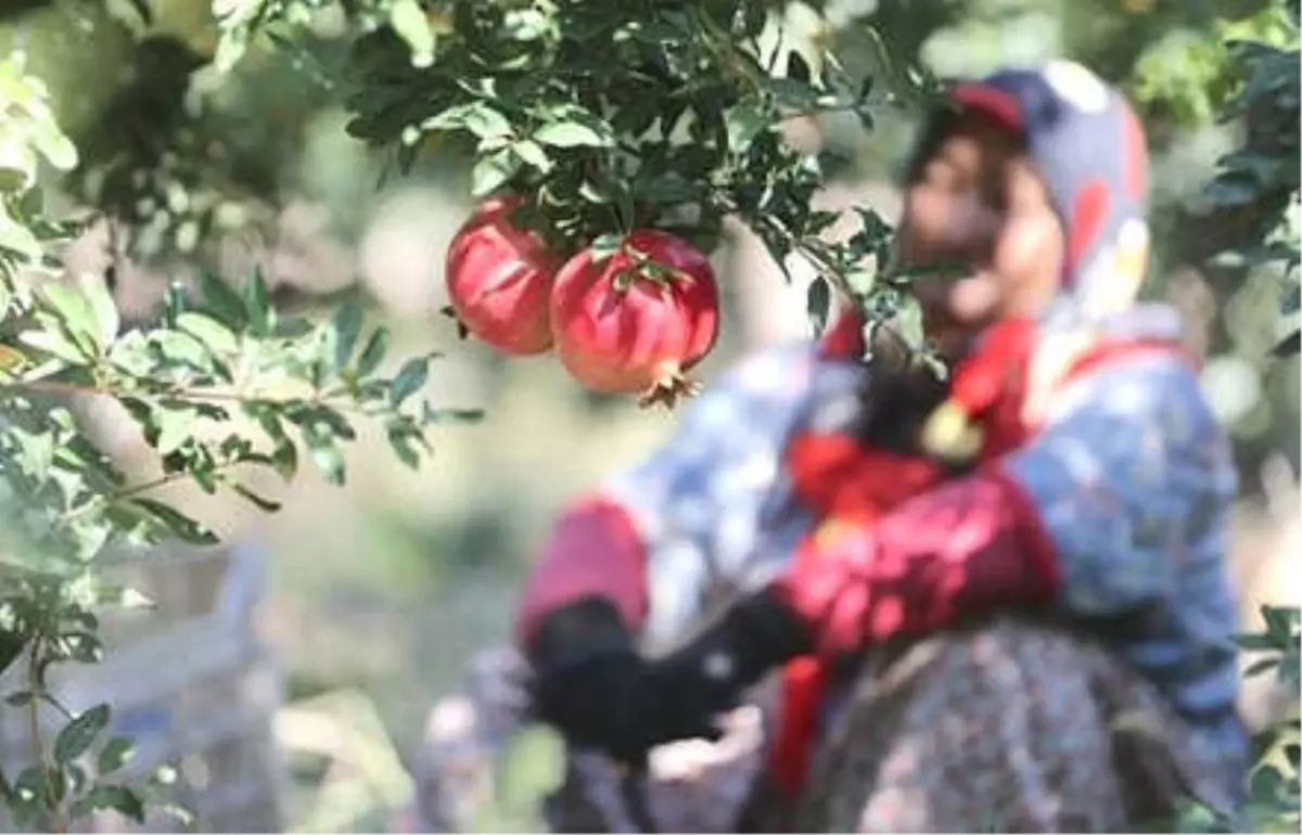 Kadınlar Tarım ve Hayvancılıkta Çok Başarılı"