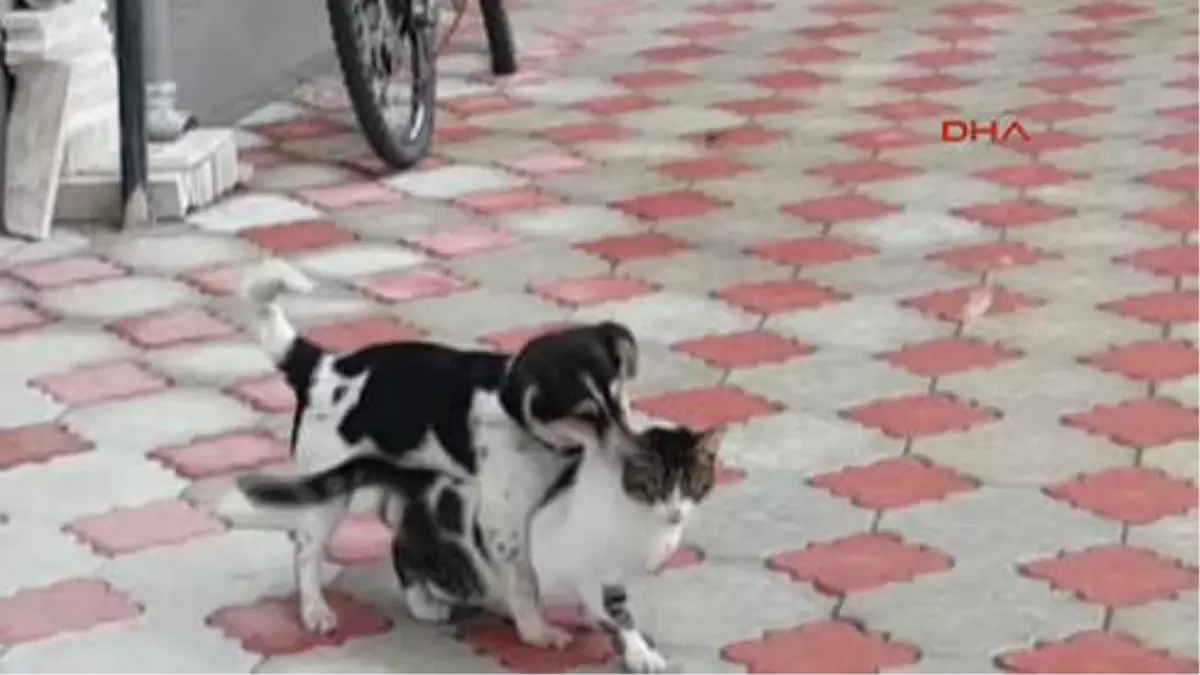 Muğla Kedi ile Köpeğin Kıskandıran Dostluğu