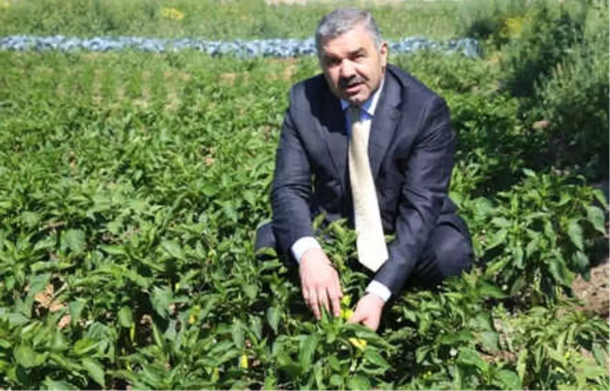 Kayseri, Kırsalı Organik Tarım ve Besicilikle Kalkındıracak