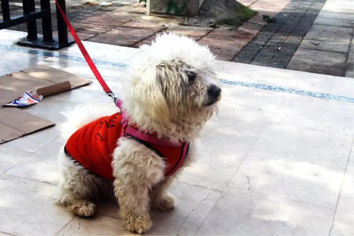 Minik Terrier Cinsi Köpeğin Sahibi Aranıyor